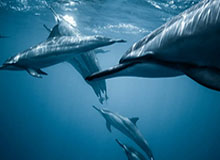 球王会体育-爱德华兹空砍35分 鹈鹕客场119-115险胜森林狼